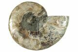 Cut & Polished Ammonite Fossil (Half) - Madagascar #282626-1